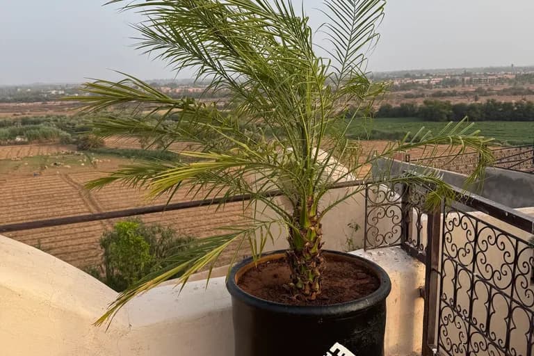 Vue du Maristan Aïcha — palmeraie de Marrakech