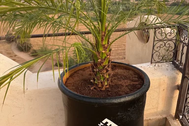 Vue du Maristan Aïcha — palmeraie de Marrakech